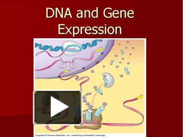 PPT – DNA and Gene Expression PowerPoint presentation | free to ...