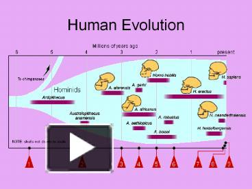 Human Evolution presentation | free to view