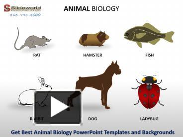Get Best Animal Biology PowerPoint Templates and Backgrounds ...