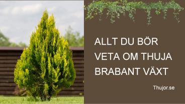 PPT – Allt du bör veta om Thuja Brabant växt PowerPoint presentation | free  to download - id: 94cc21-MTlhY