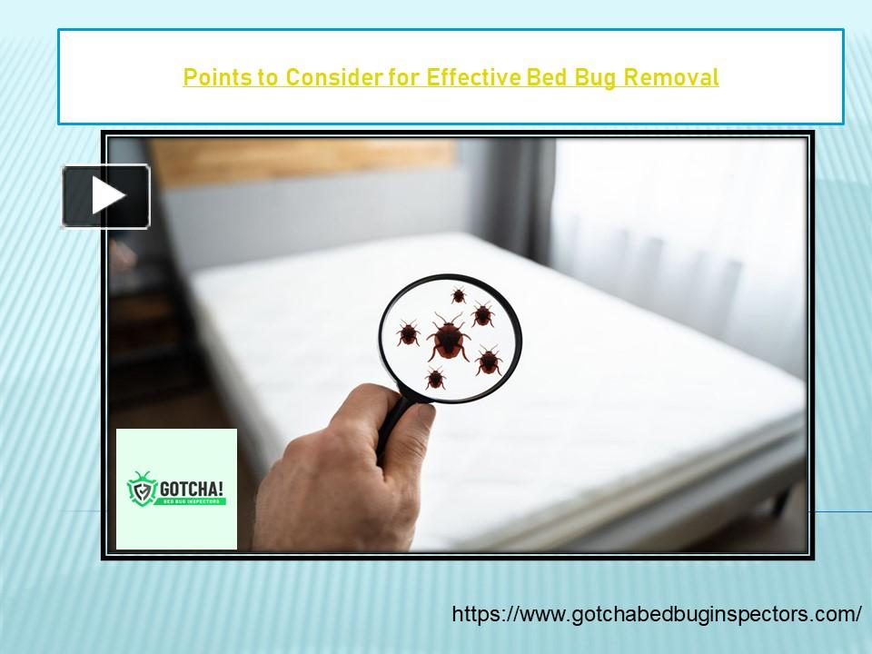Points To Consider For Effective Bed Bug Removal Presentation Free To