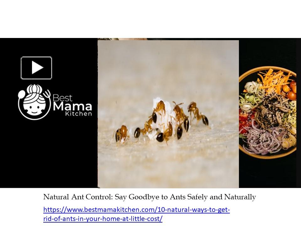Natural Ant Control: Say Goodbye to Ants Safely and Naturally ...